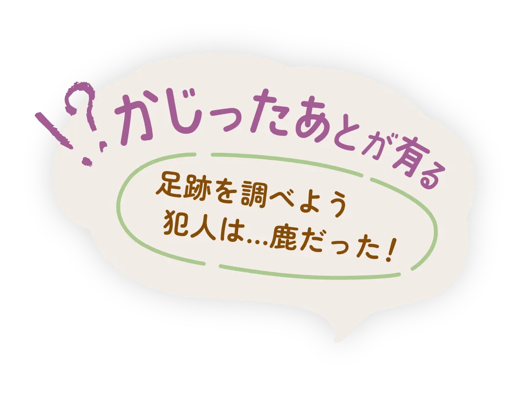かじったあとが有る!足跡を調べよう 犯人は...鹿だった!