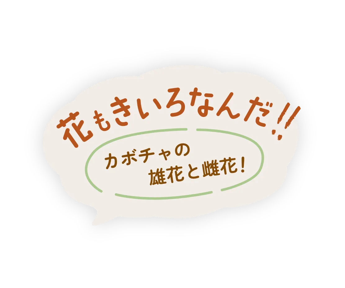花もきいろなんだ!カボチャの雄花と雌花!