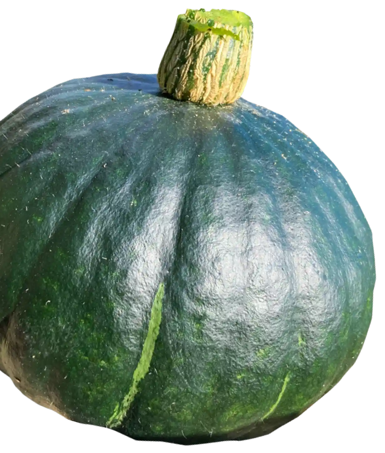 カボチャの写真